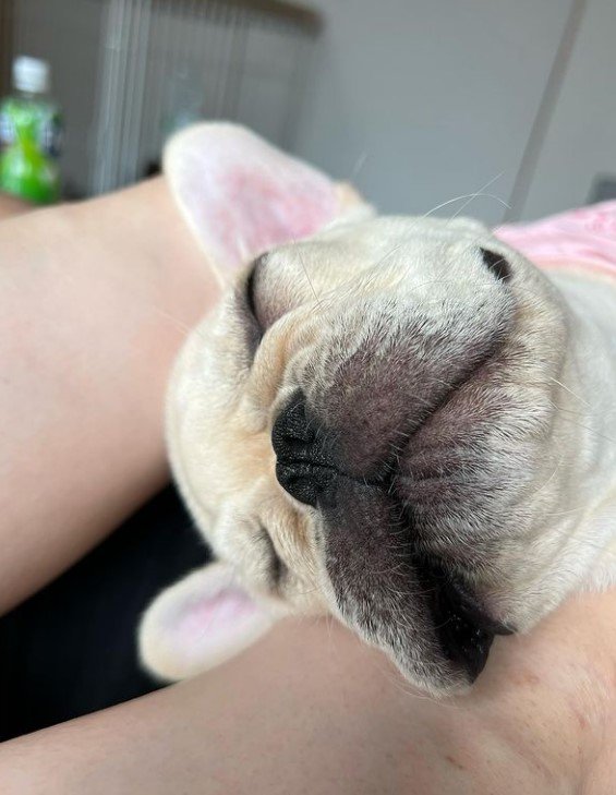 爆睡中（提供：みるくちゃん）