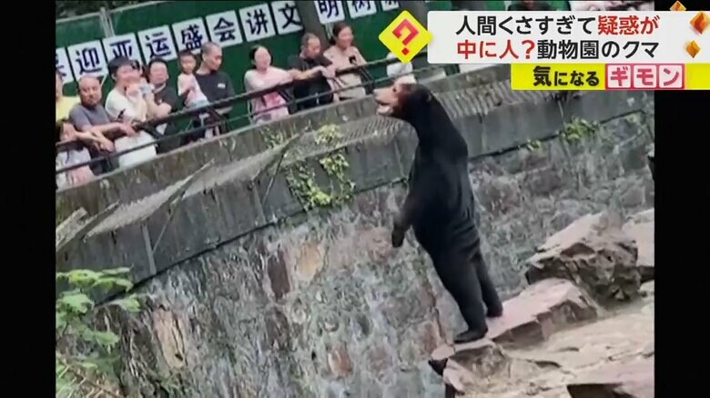 背筋をピーンと伸ばし、2本足で直立するクマ