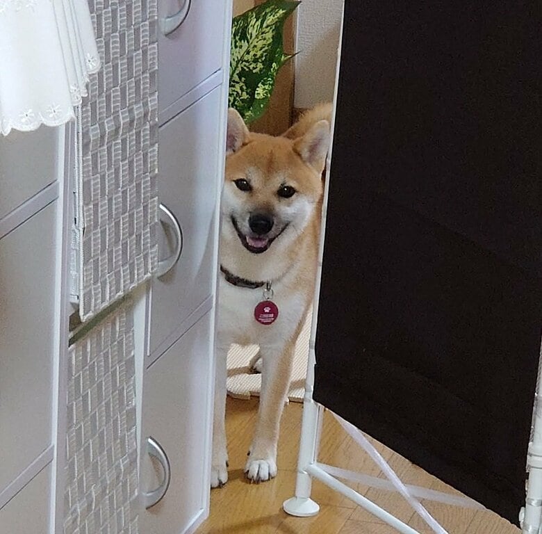 たまにお見送りしてくれるのは、行ってきますのおやつを与え忘れている時