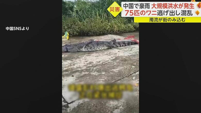 捕獲されたワニ