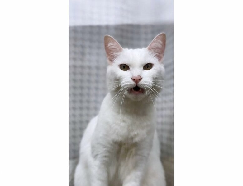 提供：絵子猫さん