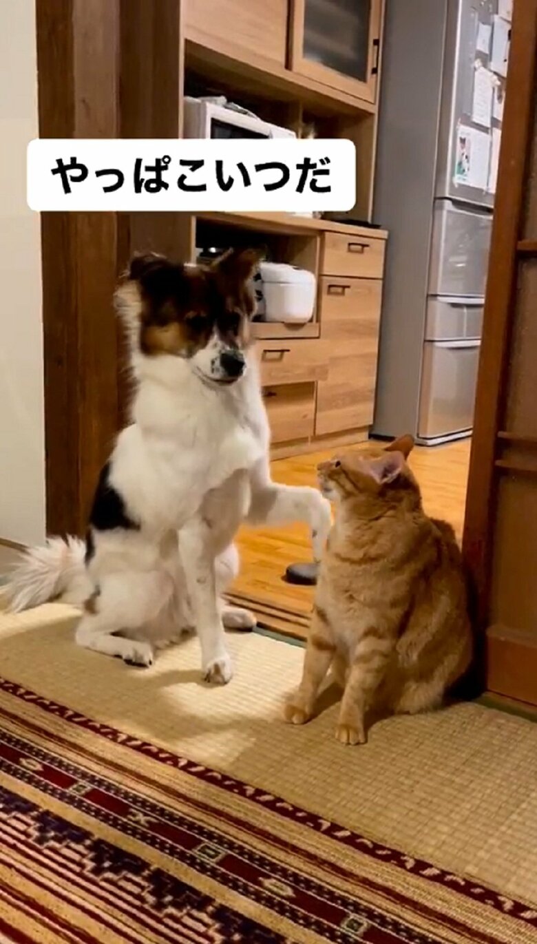 アグちゃんの行き着いた結論はターコロくんが悪い！