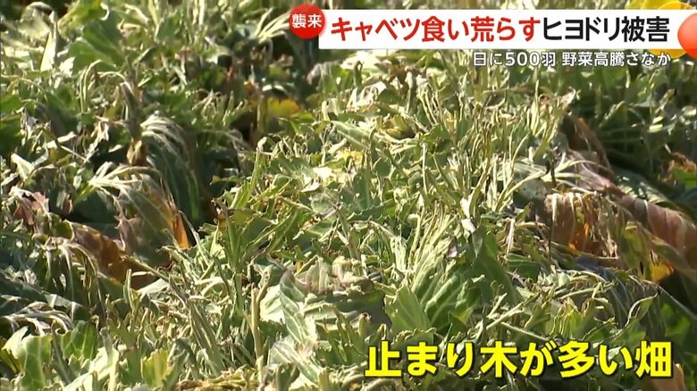 付近にヒヨドリが羽を休める止まり木が多い畑