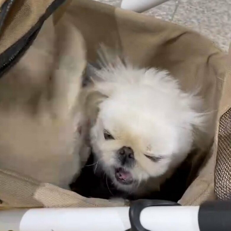 小結ちゃんに、横綱ちゃんのお尻が迫る