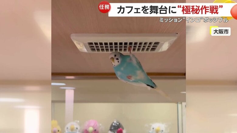 換気口に器用にぶらさがる姿（映像提供：ことりすまいる）