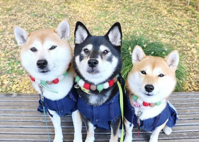 左からモカちゃん、アンちゃん、サラちゃん