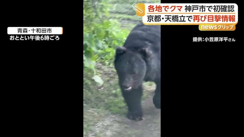 大きな体を揺らしながら向かってくるクマ（10日午後6時頃、青森・十和田市）