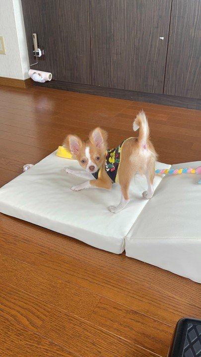 提供：ふくのすけさん