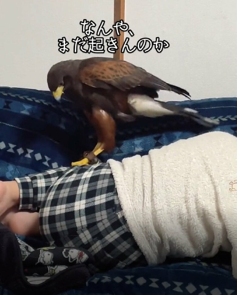 なんや、まだ起きんのか