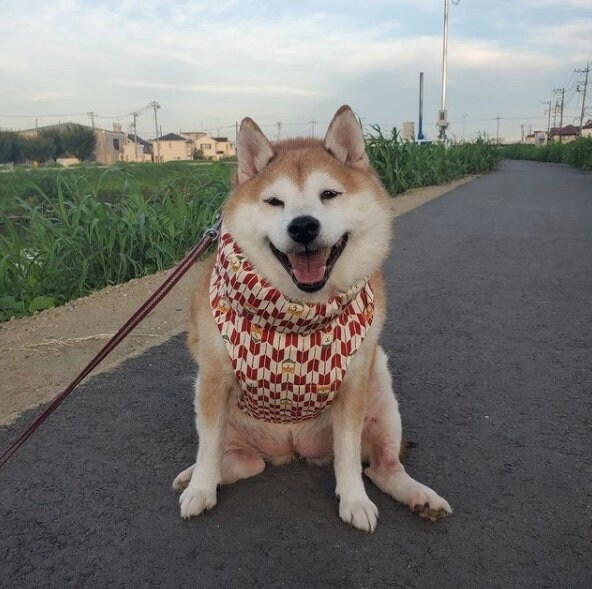 提供：柴犬ななさん