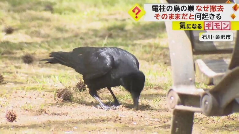 カラスが地面を突いている