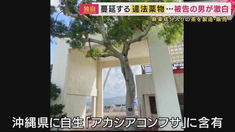 沖縄県に自生する樹木、「アカシアコンフサ」