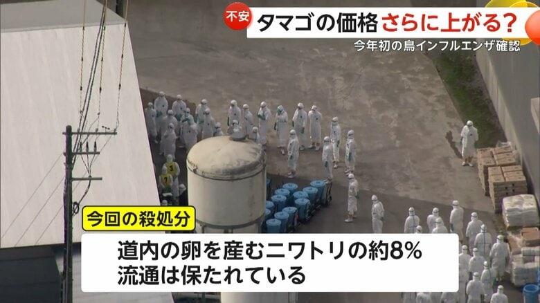 道内にいるタマゴを産むニワトリの約8％が殺処分