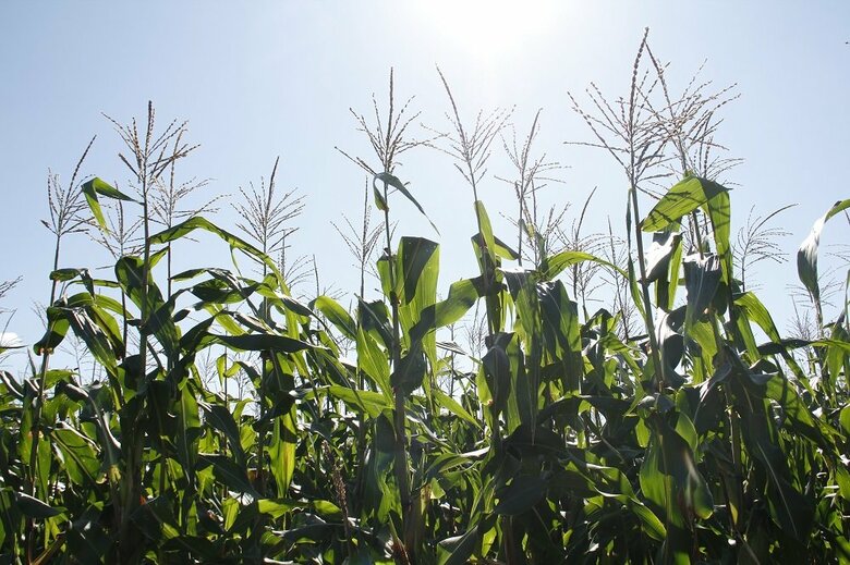 （提供：株式会社大和農園）