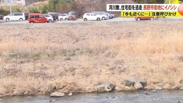 イノシシ
