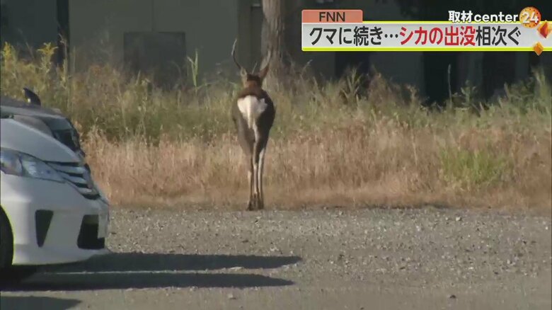 札幌市の市街地に出没したシカ。二次被害を防ぐため、捕獲が難航しているという（25日）