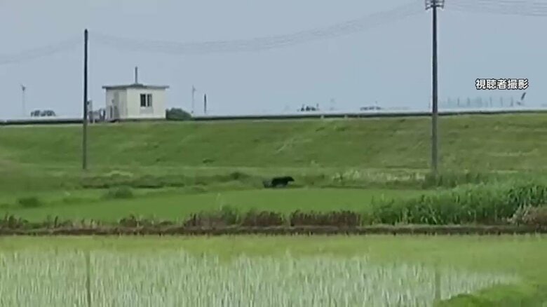 田んぼ近くを歩くクマ。土手の上には、止まっている車や走って行く車がいくつも見える（視聴者撮影　山形・酒田市　7日）