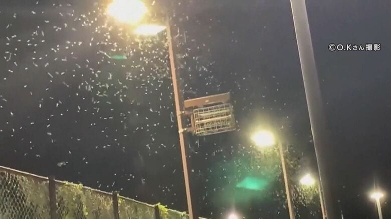 3年前も大量発生