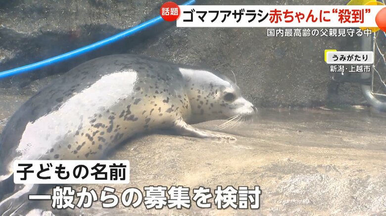 名前の公募を検討しているというゴマフアザラシ