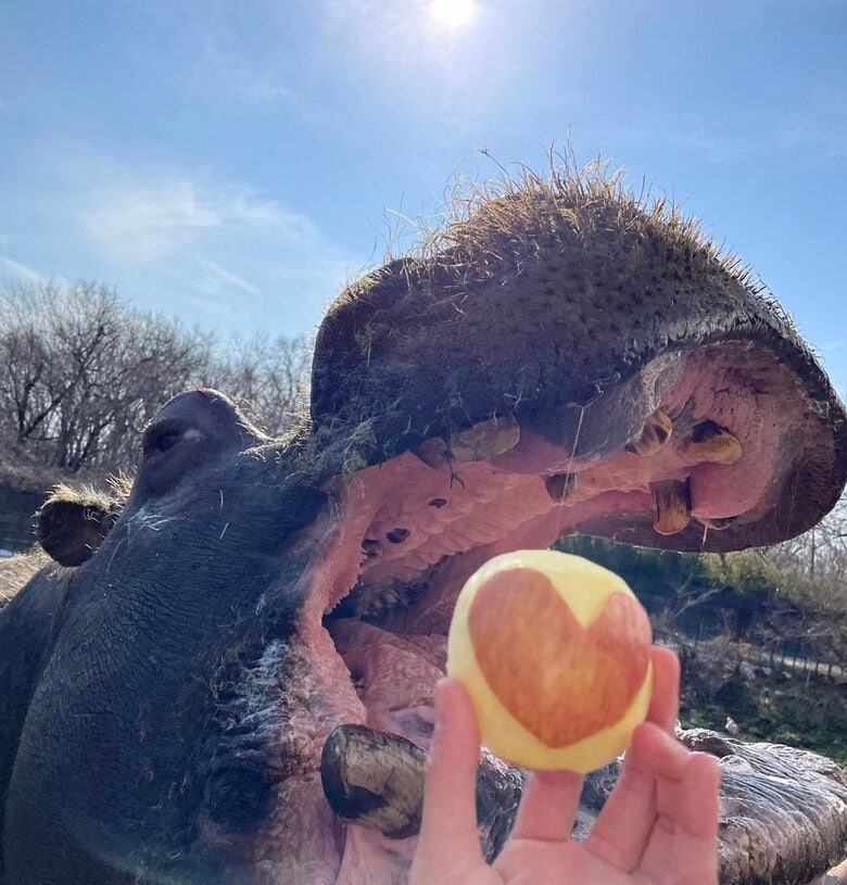 バレンタインデーでハートのリンゴをもらう（提供：那須サファリパーク）