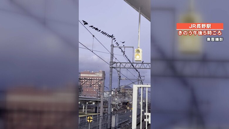 電車内から撮影されたカラスの様子