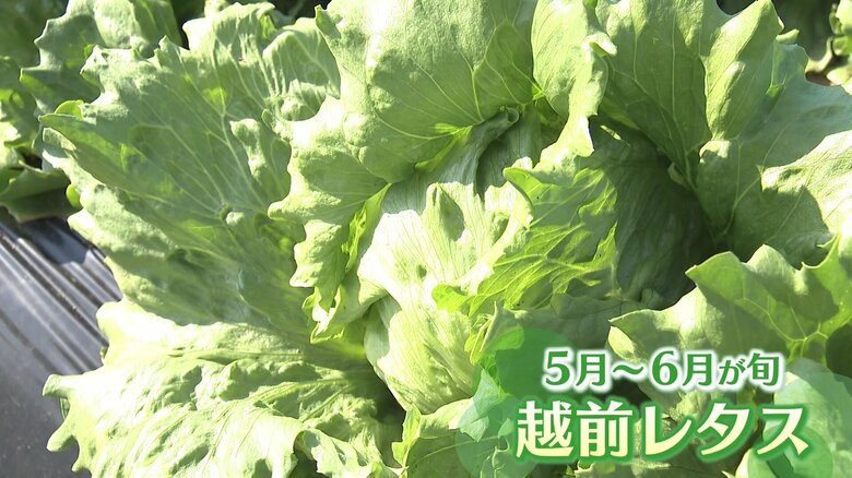 サンドイッチで使われてるのは採れたて野菜