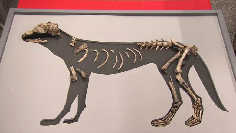 出土した犬の骨