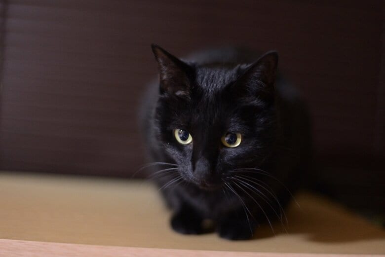 提供：マクーさん