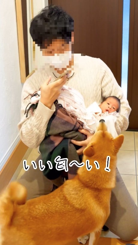 赤ちゃんのいい匂いがしたようだ！（提供：柴犬 むぎさん）