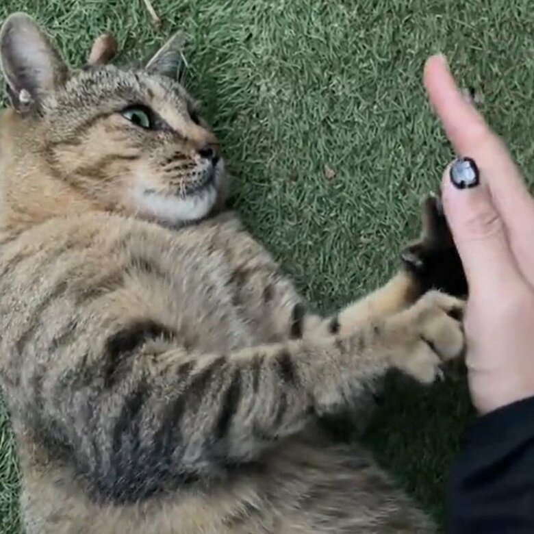 甘えているのかふみふみもする