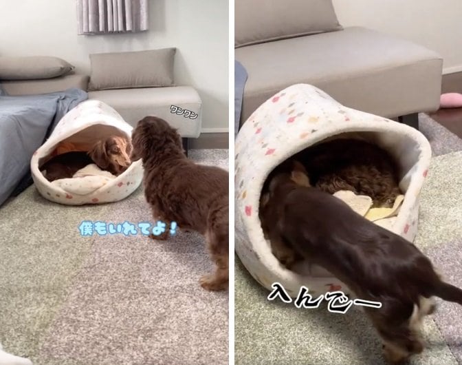 同じベッドで寝たいときの2匹。「入れて～」とお願いするリアくんと、無言でズンズン入るルクちゃん