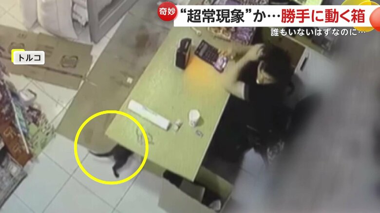 カウンターが死角になっており、ネコの存在に気づけなかった店員