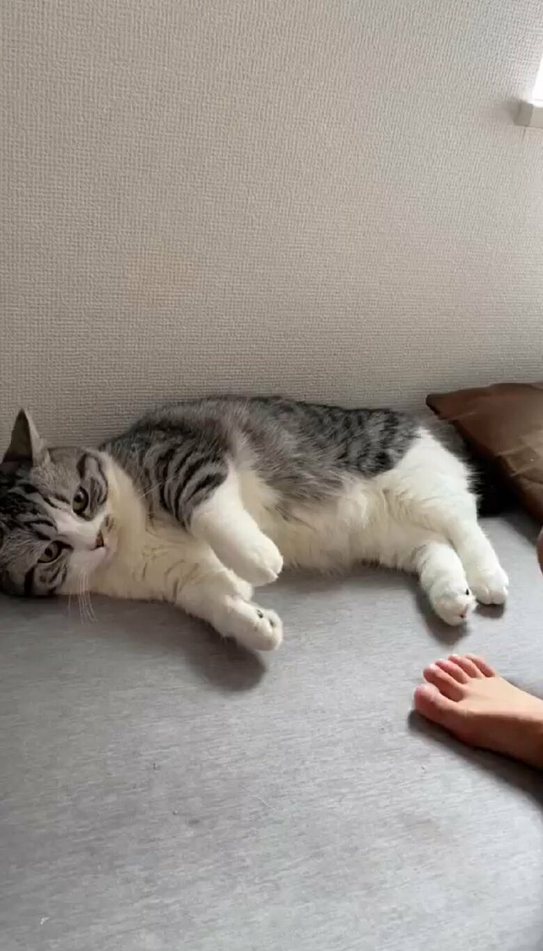 壁際で寝そべるふにちゃん