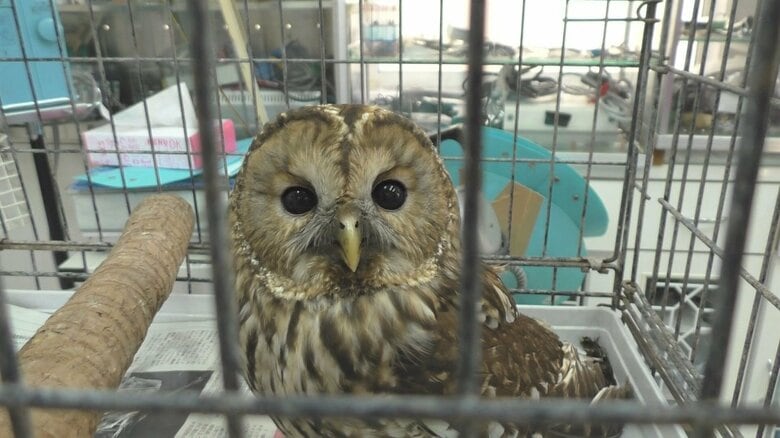 つぶらな瞳でカメラをみつめるフクロウ