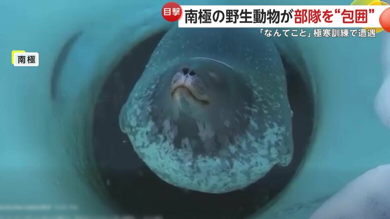 南極でみられる野生のアザラシ（Antarctica New Zealand）
