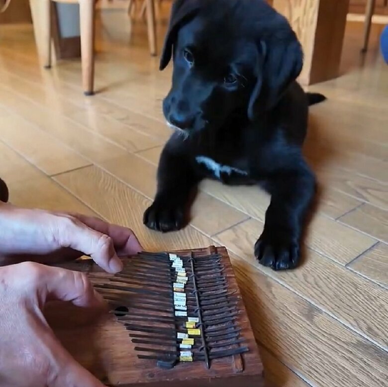 楽器カリンバに興味津々