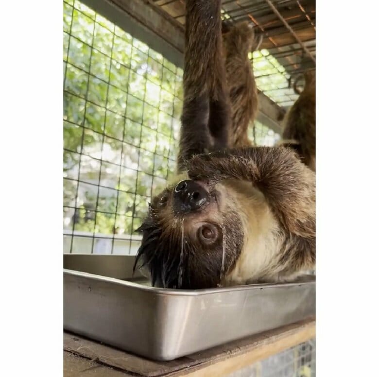 顔や頭も濡らしながらペロペロと水分補給（提供：神戸市立王子動物園）