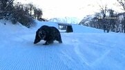 「目が合っちゃった」スキー場でクマに遭遇…猛ダッシュで人を追いかける様子も　街に出没するクマは“冬眠準備中”？