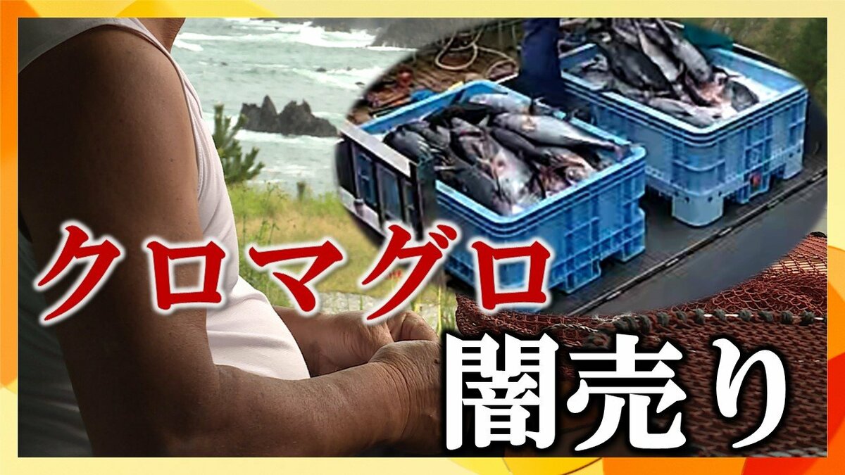 マグロ(同梱不可)  クロマグロを不正流通 闇売り漁師がカメラに語った理由「海がマグロ
