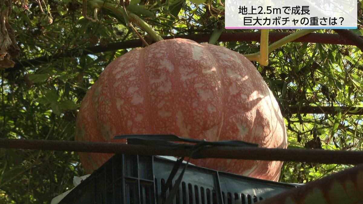 神話の町、宮崎県高原町に舞い降りた奇跡の巨大カボチャ 重さはなんと