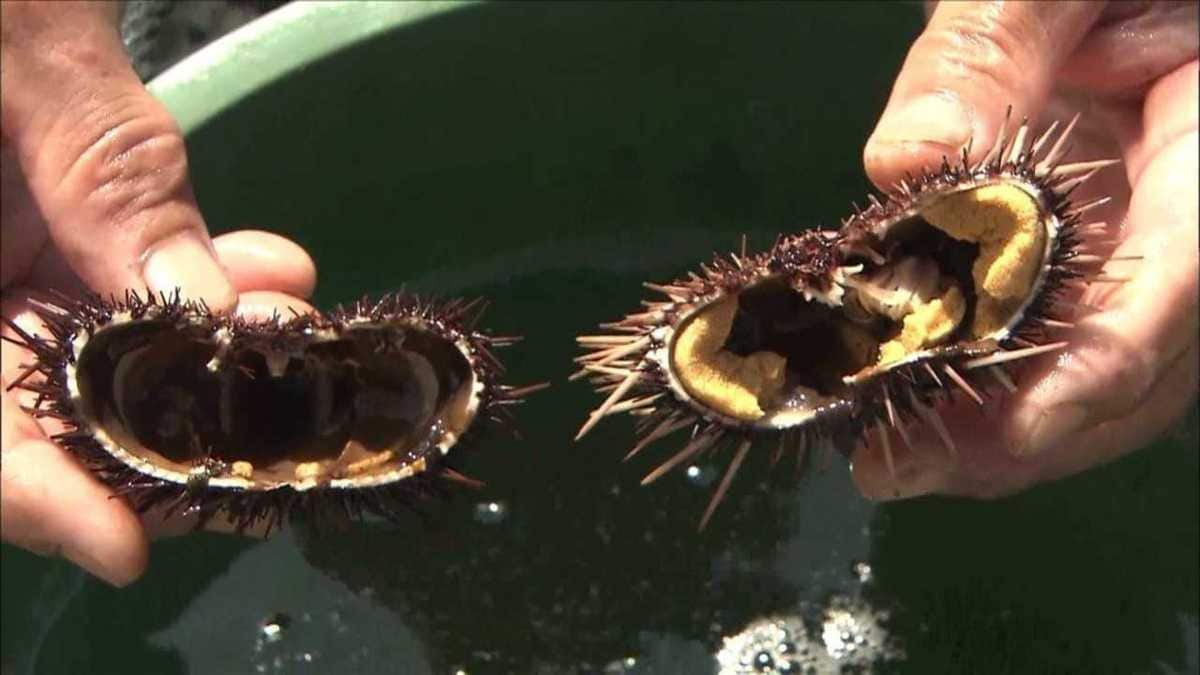 ウニの身がスカスカに 海水温度上昇が原因か 九州 玄界灘