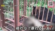 【ヒグマ速報】箱わなの中でうなり声を上げる体重推定100キロのオス…養鶏場付近でクマ1頭を駆除_ニワトリやカモ合わせて83羽が襲われ死ぬ...今回のクマは別の個体か〈北海道岩見沢市〉