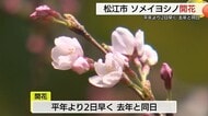 松江でソメイヨシノ開花　平年より2日早く去年と同じ　1週間から10日後に満開か…（島根）
