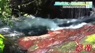 清流を彩る“紅白の岩”　草をかき分けロープで下りた先、秘境で待ち受ける滝　坂井市の竹田川上流で自然の神秘を感じる「小旅」