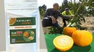 リニアで注目の大井川流域で農家が奮闘　“花粉症対策”果物を新たな特産品に【静岡発】