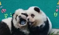 パンダ？実はチャウチャウを染色した“パンダ犬”　“トラ犬”や“コアラ犬”も…中国で「動物虐待」論争起こる