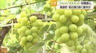 果樹王国山形のシャインマスカット　天候条件良く大粒で張りあり甘く仕上がる　山形・高畠町