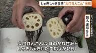 長岡市の特産品“大口れんこん”の出荷始まる　順調に生育し甘みと食感に優れたレンコンに「最高の食感になっている」