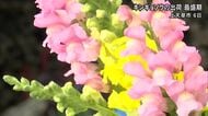 上天草市でキンギョソウの出荷最盛期【熊本】