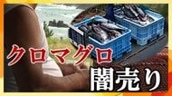 クロマグロを不正流通 闇売り漁師がカメラに語った理由「海がマグロだらけ」 急すぎる環境変化【宮城発】
